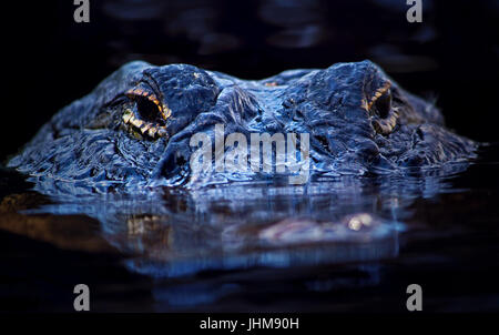 Ein 12 Fuß Alligator patrouilliert in den Gewässern der Florida Everglades kurz vor Sonnenuntergang. Stockfoto