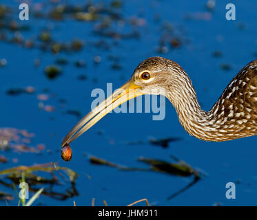 Ein Limpkin ernährt durch das Wasser in die Everglades. Die Limpkin Risse öffnen Granaten mit dem langen Schnabel und ist auch bekannt für seine ausgeprägte Schrei. Stockfoto