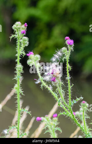 Scotch Eselsdistel Samenköpfe gefangen auf Distel Dornen Stockfoto