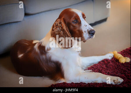 Eine prämierte Welsh Springer Spaniel Stockfoto