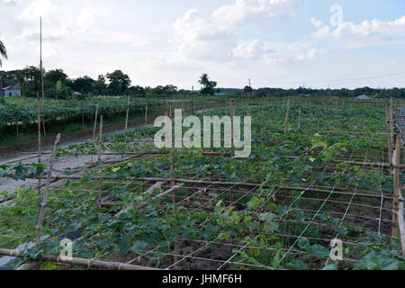 Dhaka, Bangladesch. 14. Juli 2017.  Luffa Acutangula Pflanze in einem Dorf in Narayanganj, in der Nähe von Dhaka, Bangladesh, 14. Juli 2017. Bildnachweis: SK Hasan Ali/Alamy Live-Nachrichten Stockfoto