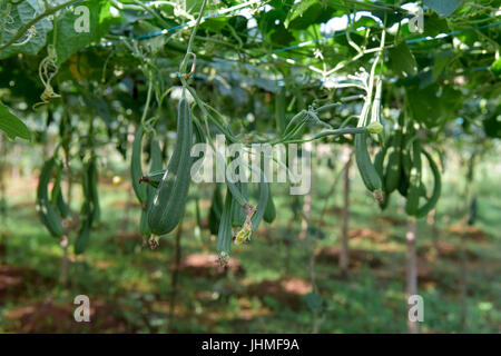 Dhaka, Bangladesch. 14. Juli 2017.  Luffa Acutangula Pflanze in einem Dorf in Narayanganj, in der Nähe von Dhaka, Bangladesh, 14. Juli 2017. Bildnachweis: SK Hasan Ali/Alamy Live-Nachrichten Stockfoto