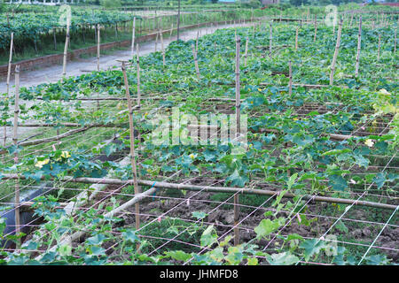 Dhaka, Bangladesch. 14. Juli 2017.  Luffa Acutangula Pflanze in einem Dorf in Narayanganj, in der Nähe von Dhaka, Bangladesh, 14. Juli 2017. Bildnachweis: SK Hasan Ali/Alamy Live-Nachrichten Stockfoto