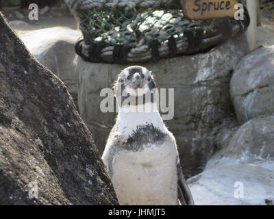 Dorset, UK. 14. Juli 2017. "Fichte" den Pinguin auf einen schönen Abend bei Weymouth Sealife Centre Credit: Stuart Fretwell/Alamy Live-Nachrichten Stockfoto