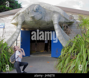 Dorset, UK. 14. Juli 2017. Schildkröte auf einen schönen Abend bei Weymouth Sealife Centre Credit erschreckend: Stuart Fretwell/Alamy Live-Nachrichten Stockfoto