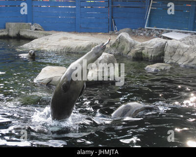 Dorset, UK. 14. Juli 2017. Dichtungen für Fische auf einen schönen Abend bei Weymouth Sealife Centre Credit Sprung: Stuart Fretwell/Alamy Live-Nachrichten Stockfoto