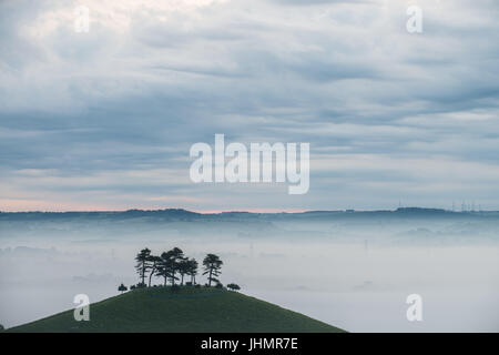 Die berühmten Stand der Bäume auf Colmers Hügel an einem nebligen Morgen in der Nähe von Bridport in West Dorset, England, UK Stockfoto