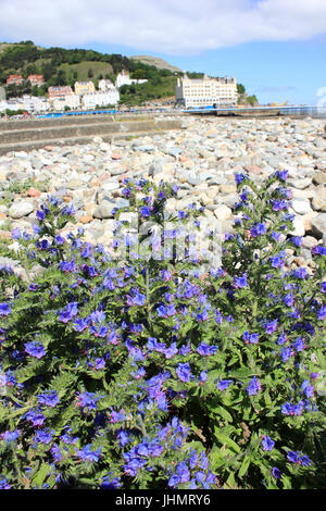 Viper-Bugloss Echium Vulgare wächst am Strand von Llandudno, Wales Stockfoto