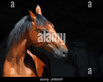 Deutschen Warmblut Pferd (Equus Ferus Caballus). Porträt eines Bucht Pferdes in dunklen stabilen Hintergrund Stockfoto