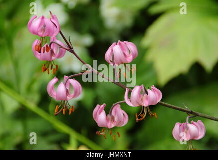 Lilium Martagon - Turk Kappe Lilie - in voller Blüte in einem englischen Garten im Sommer Stockfoto