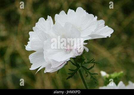 Weißer Moschus Malve (Malva Moschata w. Alba) in voller Blüte in einem Englischen Garten Grenze im Sommer - Vergabe von Garten Verdienst Stockfoto