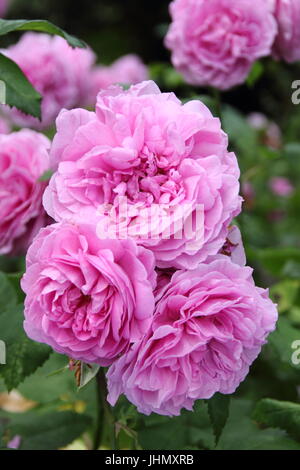 Rosa 'LOUISE ODIER' Reich parfümiert, Bourbon, Alter Rosen in voller Blüte an der Grenze von einem englischen Garten im Sommer Stockfoto