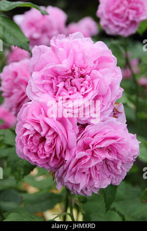 Rosa 'LOUISE ODIER' Reich parfümiert, Bourbon, Alter Rosen in voller Blüte an der Grenze von einem englischen Garten im Sommer Stockfoto
