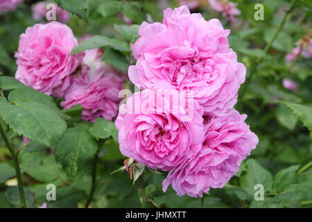 Rosa 'LOUISE ODIER' Reich parfümiert, Bourbon, Alter Rosen in voller Blüte an der Grenze von einem englischen Garten im Sommer Stockfoto