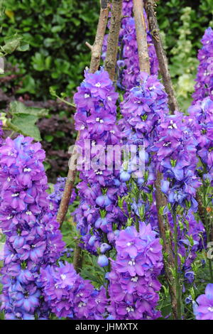 Rittersporn "Giotto" Pflanzen, unterstützt von einem Wigwam in voller Blüte in einen englischen Garten Grenze im Sommer Stockfoto