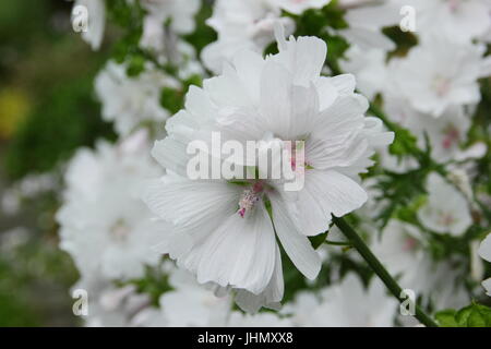 Weißer Moschus Malve (Malva Moschata w. Alba) in voller Blüte in einem Englischen Garten Grenze im Sommer - Vergabe von Garten Verdienst Stockfoto