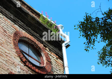 Weidenröschen Blüten auf dem Dach des historischen Backsteingebäude Ekaterinburgverder, Gattschina. Das Gebäude wurde im Jahre 1796 gebaut. Allmähliche Zerstörung. Stockfoto