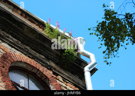 Weidenröschen Blüten auf dem Dach des historischen Backsteingebäude Ekaterinburgverder, Gattschina. Das Gebäude wurde im Jahre 1796 gebaut. Allmähliche Zerstörung. Stockfoto