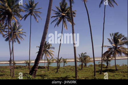 Kokospalmen auf der Landzunge Camboa; Porto de Galinhas; Pernambuco; Brazilien Stockfoto