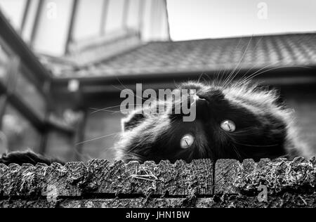 Die schwarze Katze Gesicht auf dem Kopf liegend auf Terrassen im Garten vor dem Haus Dach. Stockfoto