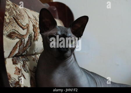 Haustier Sphynx Katze mit einem niedlichen Ausdruck Stockfoto