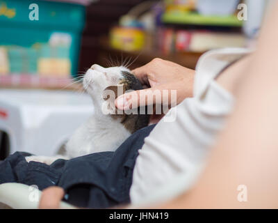 Besitzer seine Katze streicheln Stockfoto