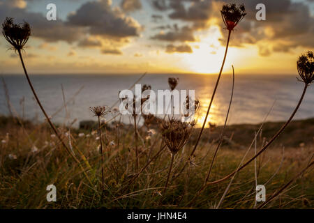 Abendsonne am Prawle Point, South Devon, UK, Samenkorn-Köpfe der Wilden Möhre, Daucus carota Stockfoto