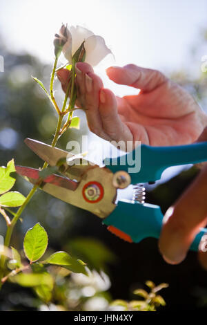 Händen der senior Frau schneiden Blütenstiel mit Gartenscheren im Backyard beschnitten Stockfoto