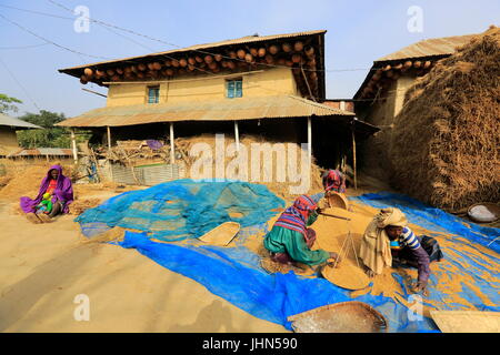 Bauern sind die geernteten Paddy vor einem traditionellen ländlichen Haus in Nachole Upazila Chapainawabganj, Bangladesch Messung Stockfoto