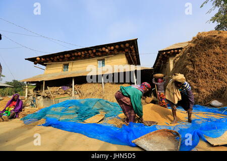 Bauern sind die geernteten Paddy vor einem traditionellen ländlichen Haus in Nachole Upazila Chapainawabganj, Bangladesch Messung Stockfoto