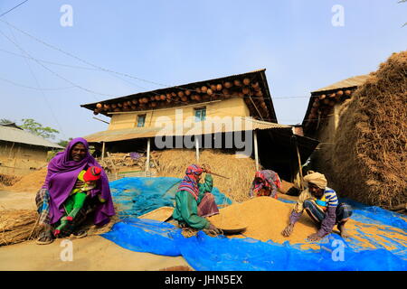 Bauern sind die geernteten Paddy vor einem traditionellen ländlichen Haus in Nachole Upazila Chapainawabganj, Bangladesch Messung Stockfoto