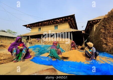 Bauern sind die geernteten Paddy vor einem traditionellen ländlichen Haus in Nachole Upazila Chapainawabganj, Bangladesch Messung Stockfoto