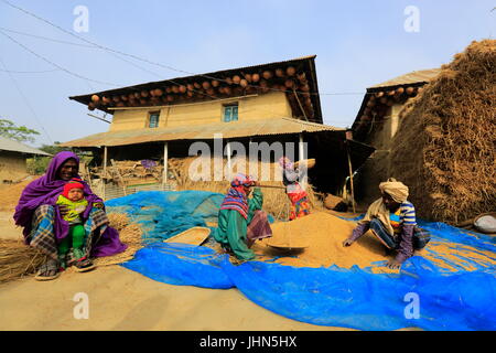 Bauern sind die geernteten Paddy vor einem traditionellen ländlichen Haus in Nachole Upazila Chapainawabganj, Bangladesch Messung Stockfoto