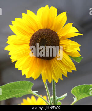 Untergehende Sonne beleuchtet die Blütenblätter einer Sonnenblume Stockfoto