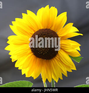 Untergehende Sonne beleuchtet die Blütenblätter einer Sonnenblume Stockfoto