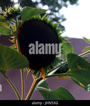 Blütenblatt weniger Sonnenblumen bei Sonnenuntergang Stockfoto