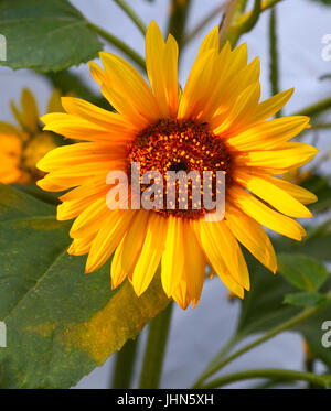 Untergehende Sonne beleuchtet die Blütenblätter einer Sonnenblume Stockfoto