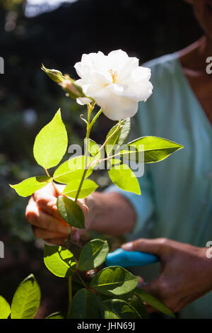 Mittelteil des senior Frau schneiden weißen Blütenstiel mit Gartenscheren im Hinterhof Stockfoto