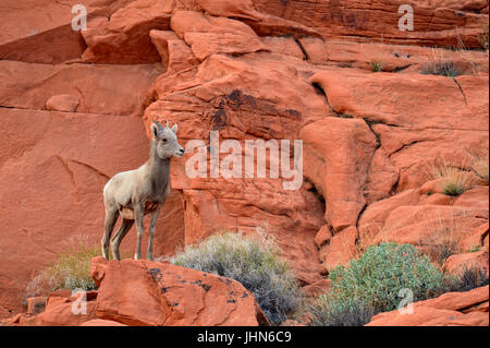 Desert Bighorn Schafe (Ovis canadensis), Valley of Fire State Park, Nevada, USA Stockfoto