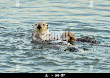 Seeotter (Enhydra lutris) Mutter und Welpen Rafting in Morro Bay Mündung, Morro Bay, Kalifornien, USA Stockfoto