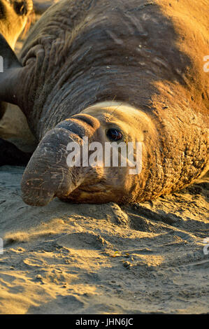 Nördliche See-Elefant (Mirounga leonina angustirostris), San Simeon, Piedras Blancas Rookery, Kalifornien, USA, Stockfoto