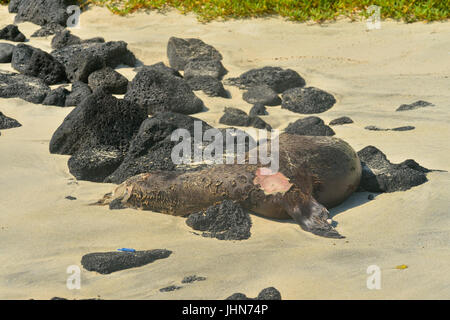 Dead Sea Lion auf Punta Cormorant Strand, Galapagos Islands Nationalpark, Insel Floreana, Ecuador Stockfoto