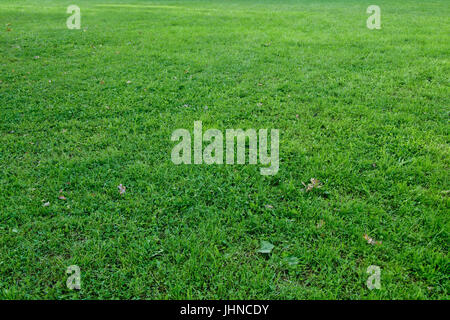 Gras Landschaft Textur Stockfoto