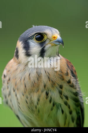 American Kestrel, männliche / (Falco Sparverius) | Buntfalke, Maennlich / (Falco Sparverius) Stockfoto