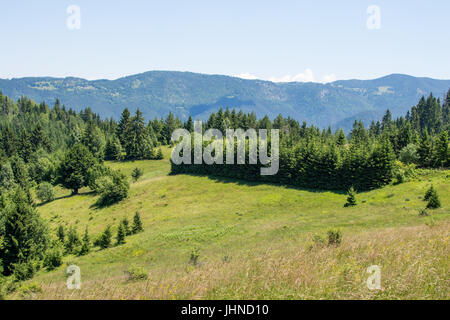 Tara Berg Panorama mit blauem Himmel und Pinienwald Stockfoto