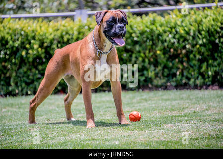 Boxer stehen neben einem roten Ball auf einem gepflegten Garten Rasen keuchend glücklich nach dem Spiel in einer Nahaufnahme Dreiviertel Vorderansicht Stockfoto