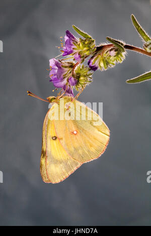 Ein getrübten Schwefel Schmetterling, Colias Philodice Eriphyle, auf eine Wildblume. Stockfoto