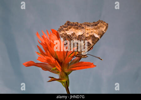 Ein Kalifornien Tortiseshell Schmetterling, auch bekannt als Western-Schildpatt, Nymphalis Californica, auf der Suche nach Nektar in einer Indian Paintbrush wildf Stockfoto