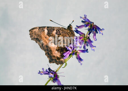 Ein Kalifornien Tortiseshell Schmetterling, auch bekannt als Western-Schildpatt, Nymphalis Californica, auf der Suche nach Nektar in einer Indian Paintbrush wildf Stockfoto