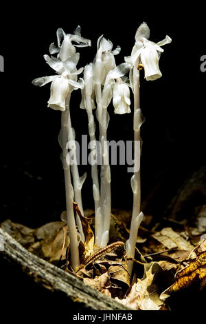 Indian Pipe Plant (Monotropa Uniflora) Nantahala National Forest - Kanada, North Carolina, USA Stockfoto